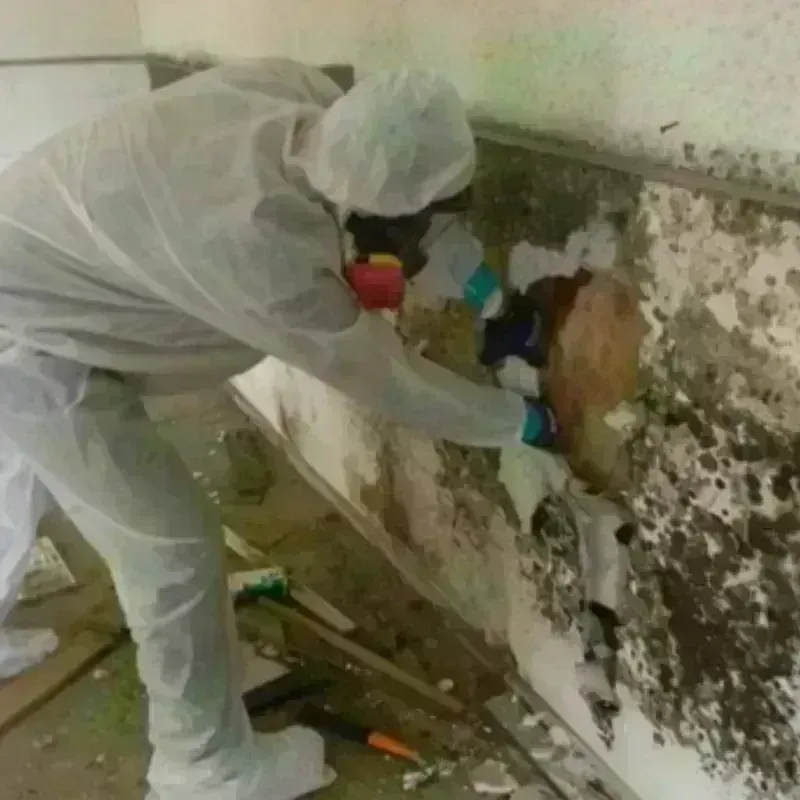 Mold Remediation and Removal in Princeton, WV